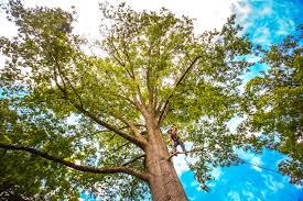 How Our Tree Care Process Works  in  Cayuga Heights, NY
